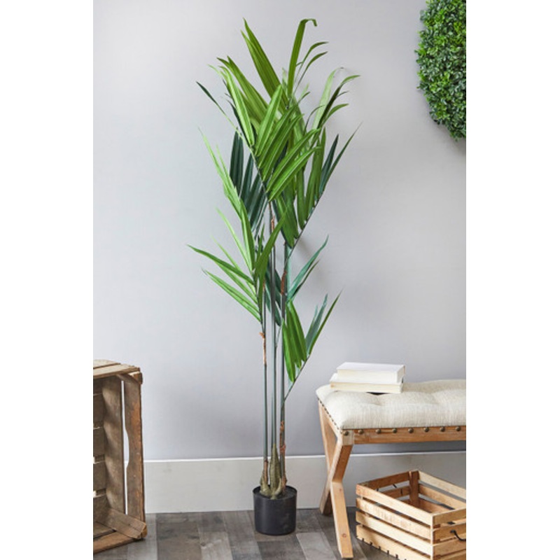 5′ Kentia Palm Potted